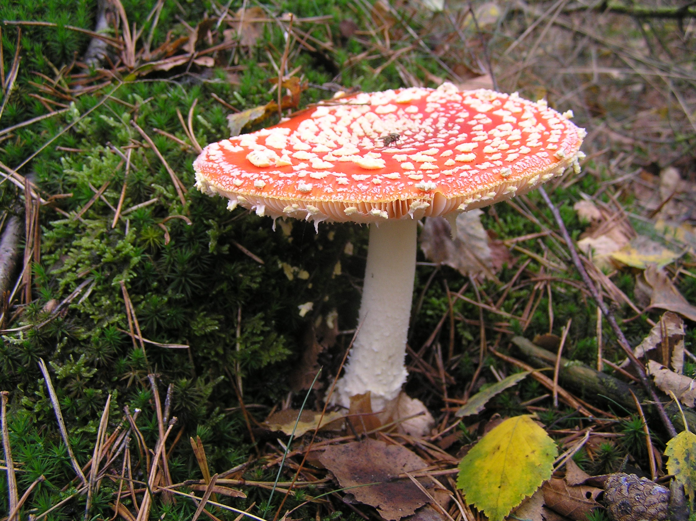 Nevelflarden